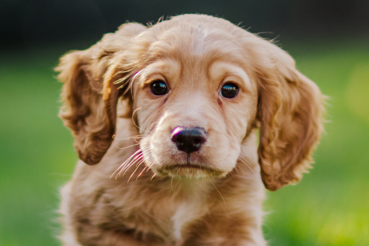 Sponsor A Puppy Potter Sponsor A Puppy Potter