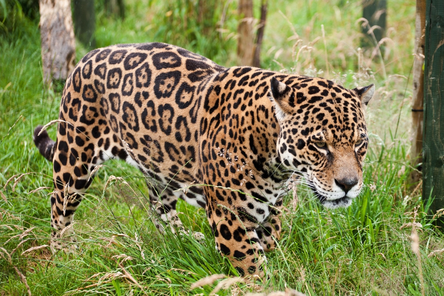 Adopt a Jaguar